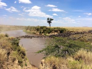 Masai Mara Wildebeests Crossing Mara River