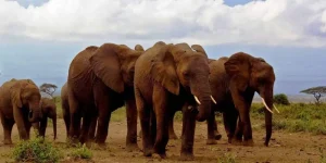 Safari 2 Jours à Amboseli départ de Nairobi