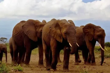 Safari 2 Jours à Amboseli départ de Nairobi
