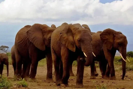 Safari 2 Jours à Amboseli départ de Nairobi