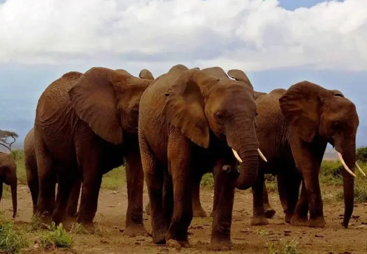 Safari 2 Jours à Amboseli départ de Nairobi