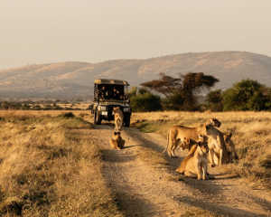 Safari 2 Jours à Amboseli départ de Nairobi