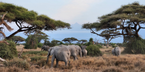 Safari 2 Jours à Amboseli départ de Nairobi