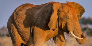 2 Jours au Sanctuaire Ngutuni depuis Mombasa