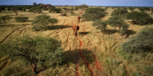 2 Jours au Sanctuaire Ngutuni depuis Mombasa