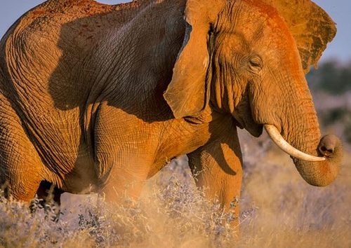 2 Jours au Sanctuaire Ngutuni depuis Mombasa