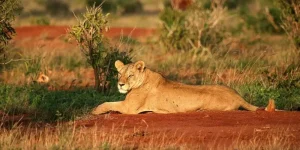 2 Jours au Sanctuaire Ngutuni depuis Mombasa