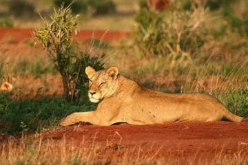 2 Jours au Sanctuaire Ngutuni depuis Mombasa