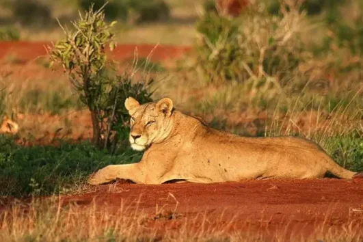 2 Jours au Sanctuaire Ngutuni depuis Mombasa