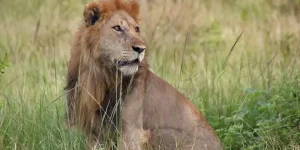 Safari 2 jours Masai Mara