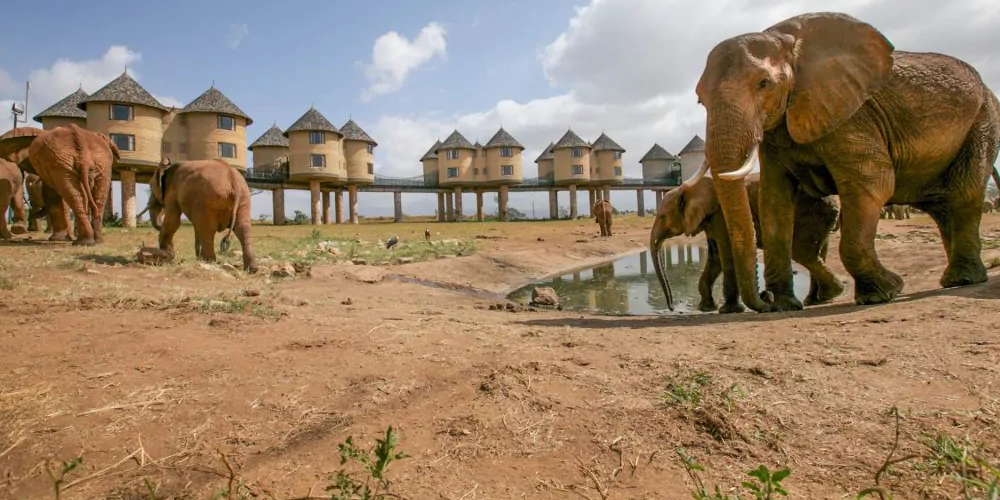 Safari 2 Jours au Kenya|Tsavo Est et Taita Saltlick