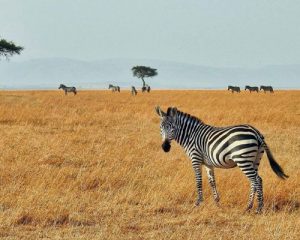 Safari 2 Jours au Kenya|Tsavo Est et Taita Saltlick