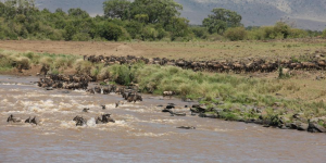 Safari 2 jours Masai Mara