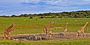 3 Jours Safari Tsavo Est et Taita Hill's Sanctuary à partir de Mombasa