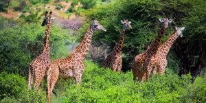 3 Jours Safari Tsavo Est et Taita Hill’s Sanctuary à partir de Mombasa