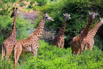 3 Jours Safari Tsavo Est et Taita Hill’s Sanctuary à partir de Mombasa