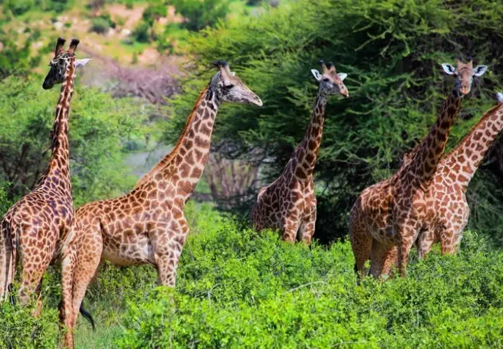 3 Jours Safari Tsavo Est et Taita Hill’s Sanctuary à partir de Mombasa