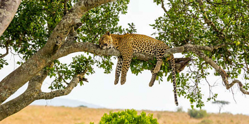 3 Jours Safari Amboseli et Tsavo Est à Partir de Nairobi