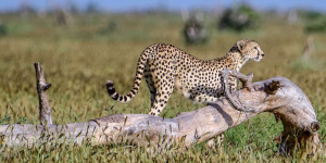 3 Jours depuis Mombasa Tsavo Est et Ouest