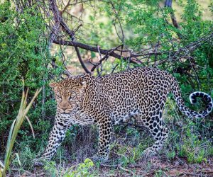 3-jours-Depuis-Mombasa-Tsavo-Ouest-etEst