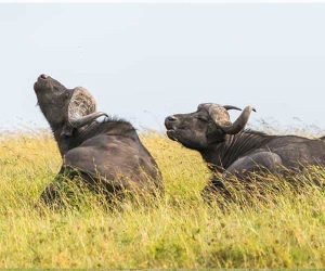 3-jours-DepuisMombasa-Tsavo-Ouest-et-Est