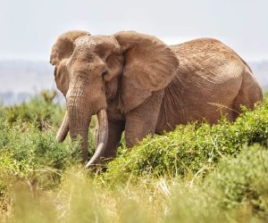 3-joursDepuis-MombasaTsavo-Ouest-et-Est
