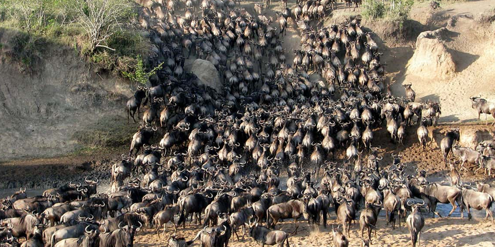 4 Jour safari à La Réserve Nationale du Masai Mara