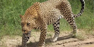 3 Jours Tsavo Ouest et Est à partir de Mombasa