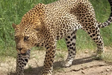 3 Jours Tsavo Ouest et Est à partir de Mombasa