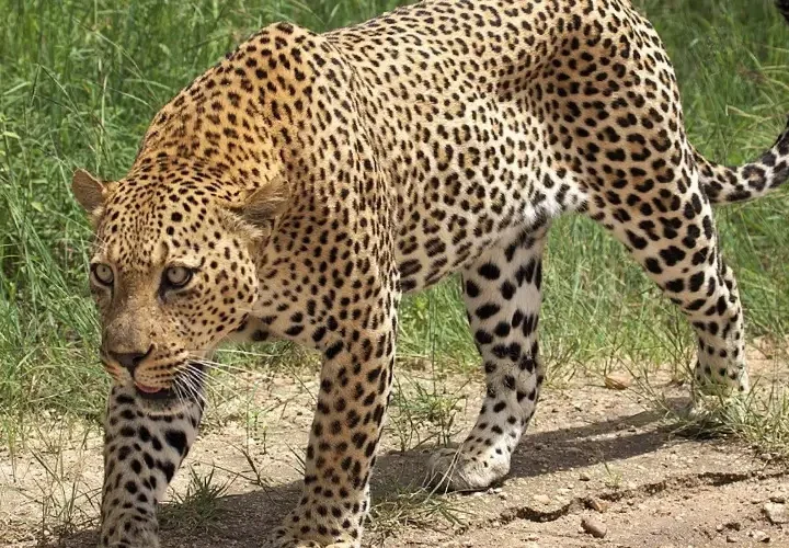 3 Jours Tsavo Ouest et Est à partir de Mombasa