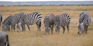 2 Jours Safari à Tsavo Est à Partir de Mombasa