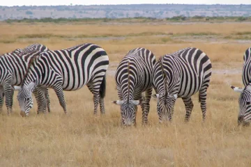2 Jours Safari à Tsavo Est à Partir de Mombasa