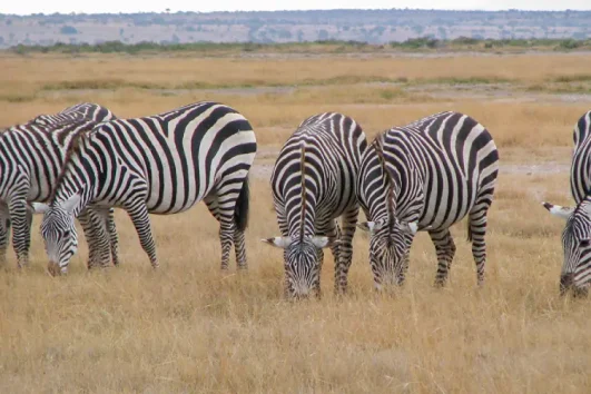 2 Jours Safari à Tsavo Est à Partir de Mombasa