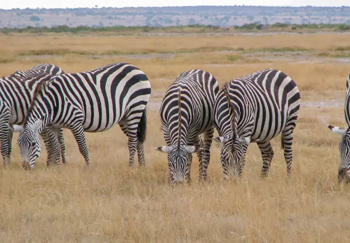 2 Jours Safari à Tsavo Est à Partir de Mombasa