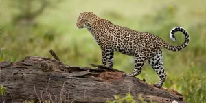 3 Jours Safari Amboseli et Tsavo Est à Partir de Nairobi