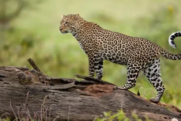 3 Jours Safari Amboseli et Tsavo Est à Partir de Nairobi