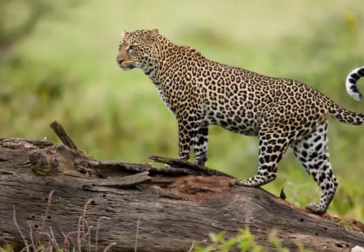 3 Jours Safari Amboseli et Tsavo Est à Partir de Nairobi