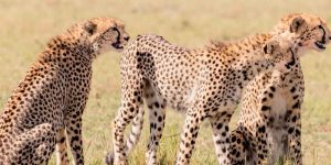 Safari Tsavo Est 2 Jours à Partir de Mombasa