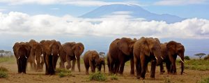 Une Journée de Safari à Amboseli