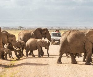 Une-Journée-de-Safari-àAmboseli