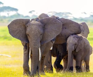 Une-Journée-deSafari-à-Amboseli