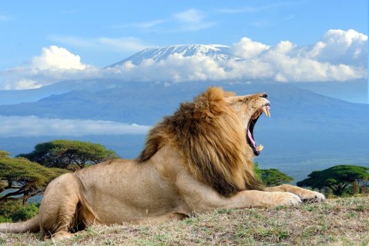 Une Journée Safari Amboseli