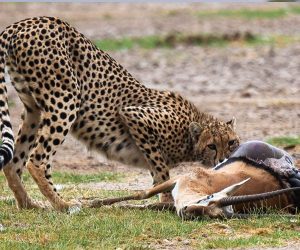 Une-JournéedeSafari-à-Amboseli