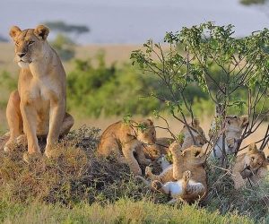 UneJournée-de-Safari-à-Amboseli