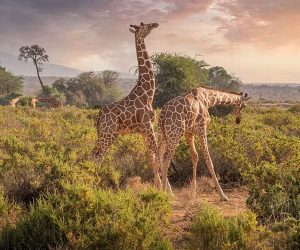 5-Jours-Safari-au-départ-de-Mombasa-Kenya-et-finir-àMombasa.