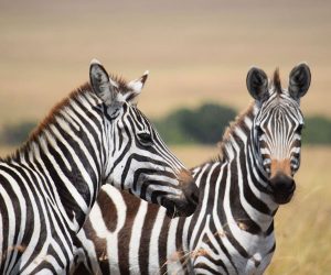 5-Jours-Safari-au-départ-de-Mombasa-Kenya-etfinir-à-Mombasa.