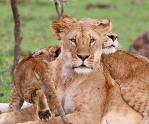 5-Jours-Safari-au-départ-de-Mombasa-Kenyaet-finir-à-Mombasa.