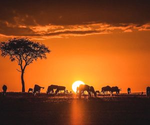 5-Jours-Safari-au-départ-de-MombasaKenya-et-finir-à-Mombasa.