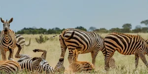 5 Jours Safari au départ de Mombasa Kenya et finir à Mombasa.