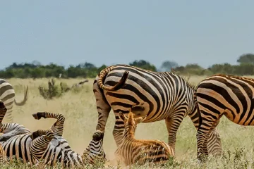5 Jours Safari au départ de Mombasa Kenya et finir à Mombasa.